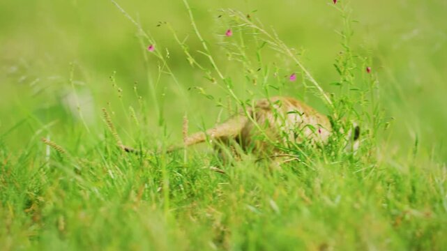 The meerkat (Suricata suricatta) or suricate is a small mongoose found in southern Africa. It is characterised by a broad head, large eyes, a pointed snout. 