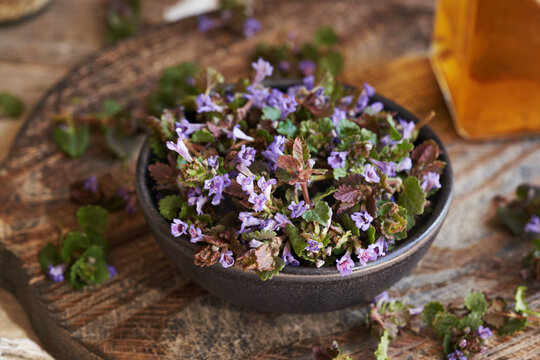 Fresh ground-ivy flowers in a bowl. Wild edible plant harvested in spring.