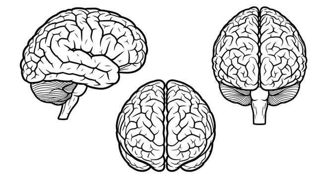 Human brain anatomical vector set, medical illustration of cerebral cortex from side and top views, neurology diagram for science education