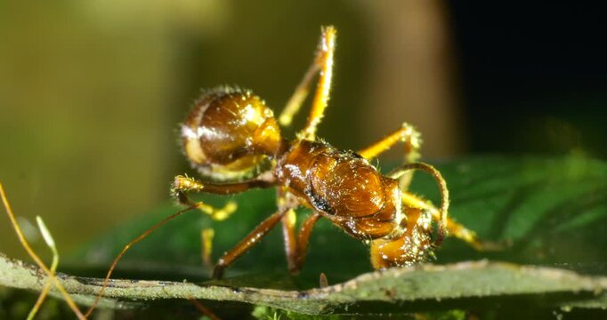 A dead ant. It was infected by a cordyceps fungus which has not started to grow. The ant died in a high position in the forest understory optimum for spore dispersal, Napo province, Ecuador