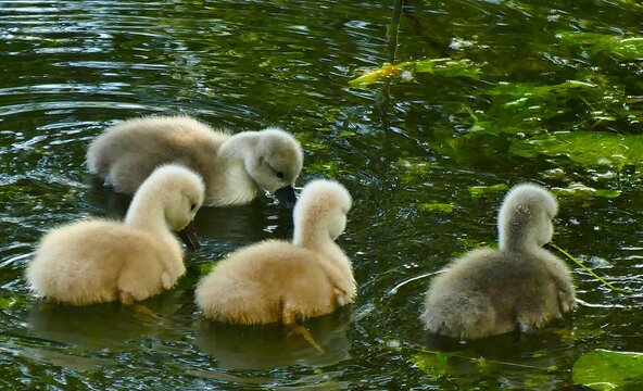 Cute newborn swans learn to swim on the lake with waterlilies leaf first bath scene, waterbirds background