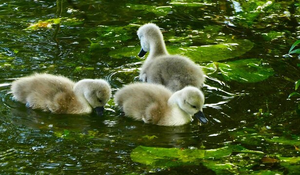 Cute newborn swans learn to swim on the lake with waterlilies leaf first bath scene, waterbirds background