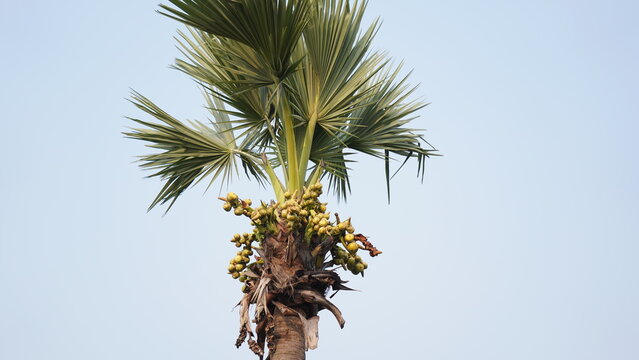 Asian Palmyra Palm Tree with Clusters of Ripening Borassus Flabellifer Fruit. Sugar Palm Fruit Bunches Growing on High Tree Top.