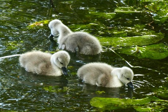 Cute newborn swans learn to swim on the lake with waterlilies leaf first bath scene, waterbirds background