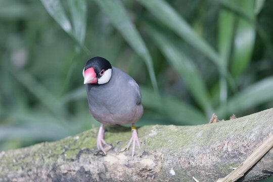 Java sparrow - Rijstvogel 