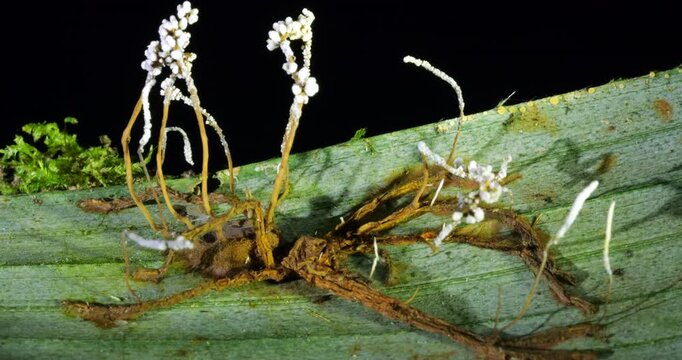 A Cordyceps fungus parasitizing a spider with long fruiting bodies,. The fungus alters the behaviour of its host so it dies in a high place optimum for spore dispersal. In Napo province, Ecuador