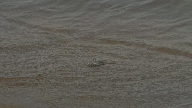 Small crab on the sandy shore waves of the sea surf.