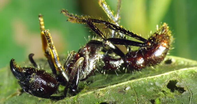 A dead Bullet Ant, (Paraponera clavata), probably  recently infected by a Cordyceps fungus. In Napo province, Ecuador. 