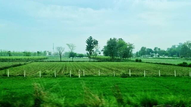 Rows of tall, slender trees line expansive green farmland under a cloudy sky in India, viewed in motion from a passing train.