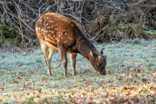 Prince Albert deer