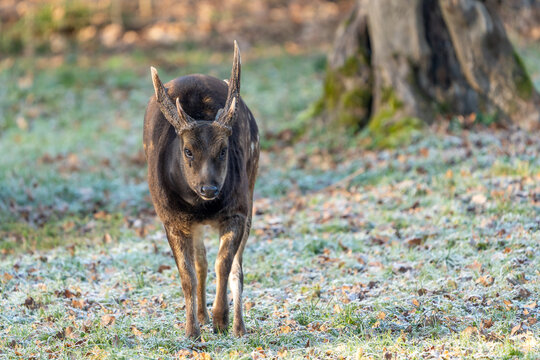 Prince Albert deer