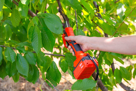 A hand uses orange electric pruning shears to cut a thin tree branch in a garden. Gardening work, tree maintenance, horticulture.