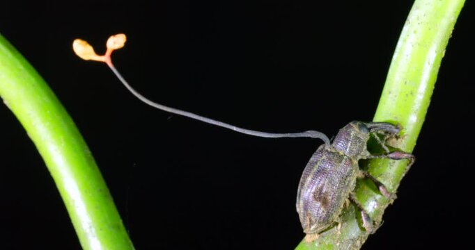 Cordyceps fungus (Ophiocordyceps curculionum) infecting a weevil. A fruiting body is growing out of the beetle which will produce spores to infect more insects. Napo province, the Ecuadorian Amazon.
