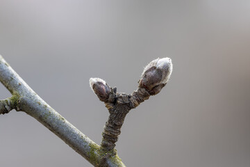 Obraz premium Macro shot of Malus domestica buds in early development on a branch with moss and hair texture against a neutral gray background