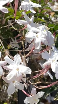 Jasminum polyanthum or Multi-flowered jasmine in the garden close up,4K.