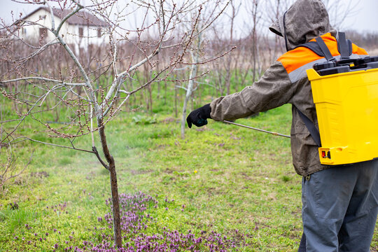 Man in protective gear using a yellow backpack sprayer to treat fruit trees in an orchard. Agriculture work, pest control, plant protection, spring gardening.