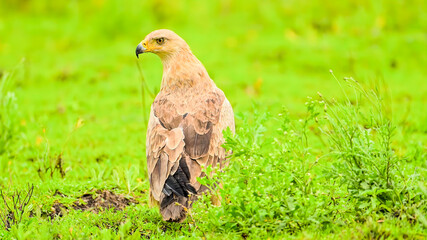 A Regal Eagle Standing Alert in a Lush Green Landscape © AHMED BADAWY