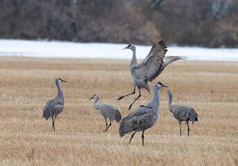 Obraz premium Sandhill cranes in a field