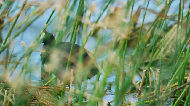 Eurasian coot (Fulica atra), also known as the common coot, or Australian coot, Foraging in a pond. 