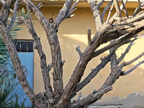 Detailed texture of Sidr tree bark in a sunny garden