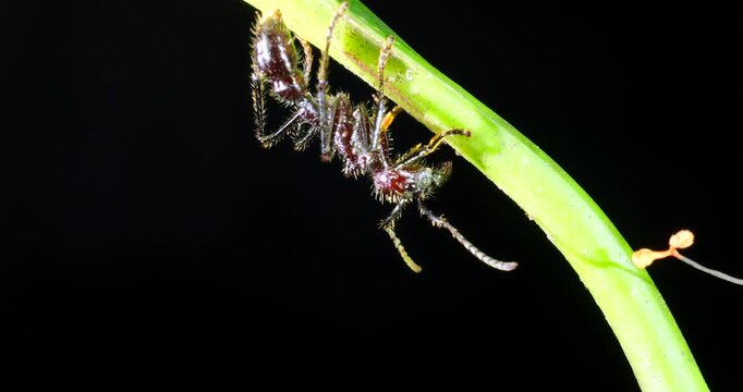 Close up of a Bullet Ant, (Paraponera clavata). In Napo province, Ecuador. There is a fruiting body of a cordyceps fungus in the frame, the ant risks being infected by a spore