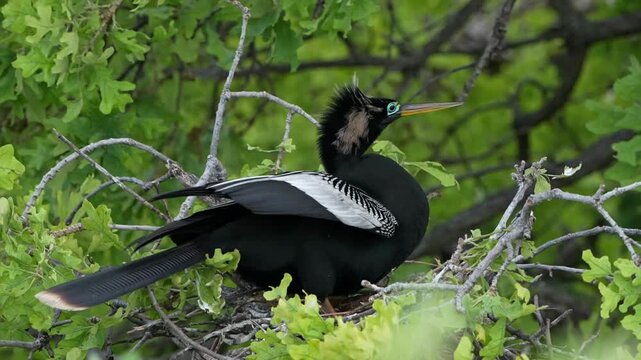 Anhinga courtship display on a branch