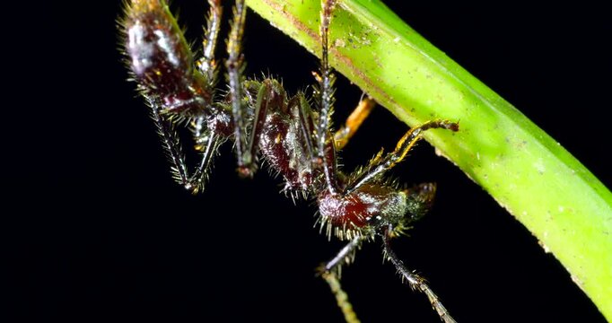 Close up of a Bullet Ant, (Paraponera clavata) one of the biggest Amazonian ants and famed for its powerful sting. In Napo province, Ecuador. 