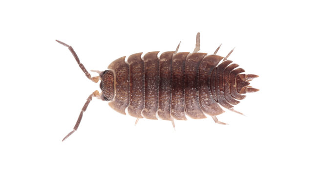 The pill bug cockroach