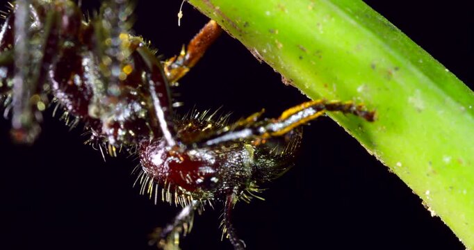 Close up of a Bullet Ant, (Paraponera clavata) one of the biggest Amazonian ants and famed for its powerful sting. In Napo province, Ecuador. 