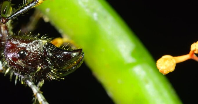 Close up of the head of a Bullet Ant, (Paraponera clavata). In Napo province, Ecuador. There is a fruiting body of a cordyceps fungus in the frame, the ant risks being infected by a spore