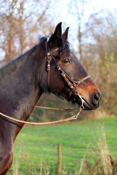 Western horse ready to go