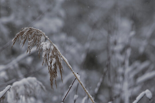 tall grass buckling under the heavy snowfall