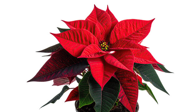 Crimson poinsettia with bright red bracts and dark leaves against black