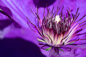 Cœur de fleur © Ophélie D.
