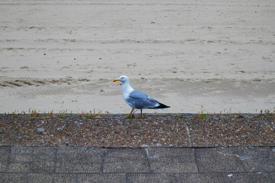 La ballade de la mouette