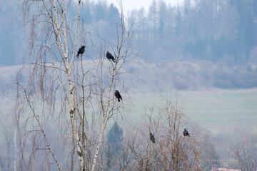 Ptaki na drzewie w chłodny, wczesno wiosenny dzień © Grzegorz Polak