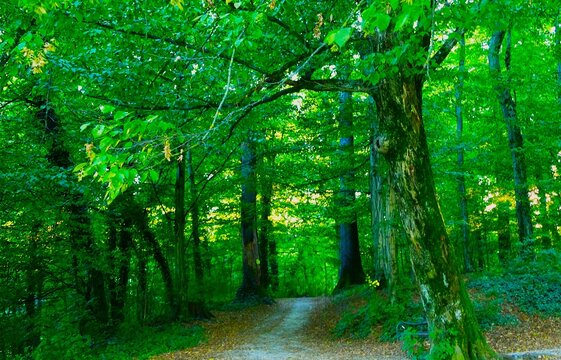 Green forest with tall trees and sun rays high in the sky and lonely path with leaves forest
