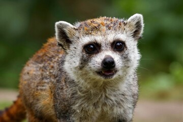 Fototapeta premium Small lemur looking toward camera in natural habitat