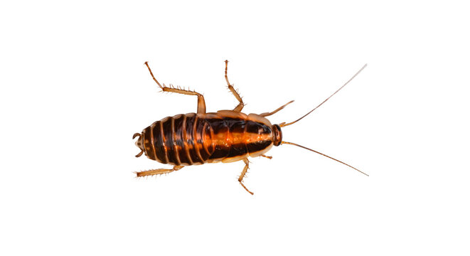 cockroach closeup