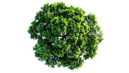 Obraz premium Lush green tree top, viewed from above, against a stark black background