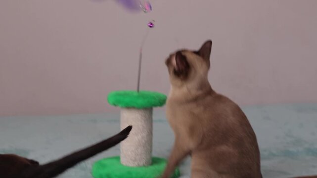 A domestic Burmese cat is playing with a toy. The domestic life of cats. Playful animals. Video