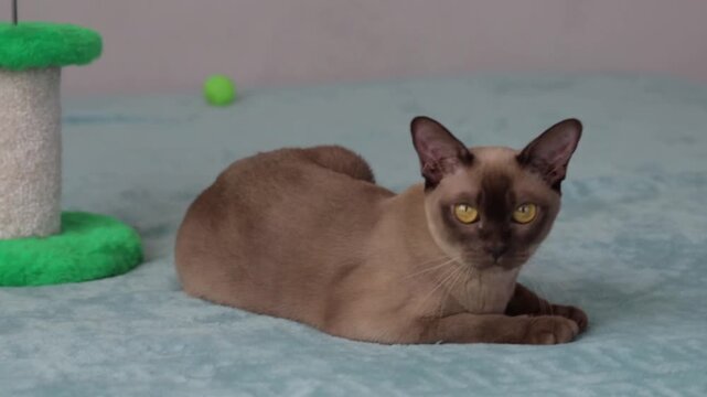 A domestic Burmese cat is playing with a toy. The domestic life of cats. Playful animals. Video