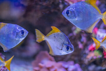 Silvery-blue fish in a blue and white underwater tank, swimming towards the back Artificial coral or structures mimicking natural habitats Dim lighting with scattered points of light Realistic sty © Mister