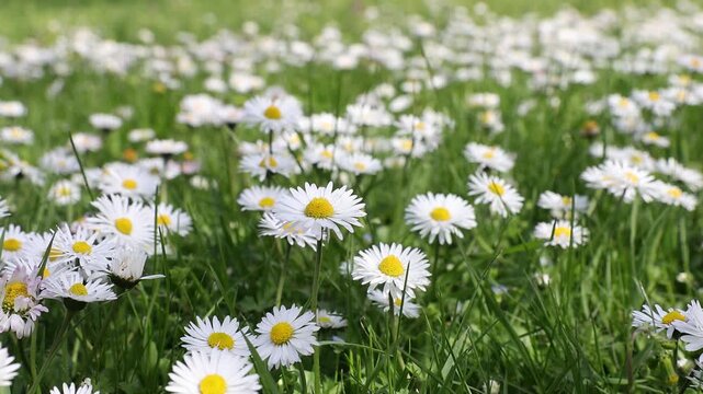Slow motion 4K movie of floral field of wild Common Daisies (Bellis perennis) flowers in the natural environment in a beautiful spring day.