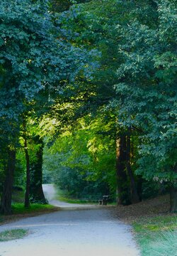 Green forest with tall trees and sun rays high in the sky and lonely path with leaves forest background