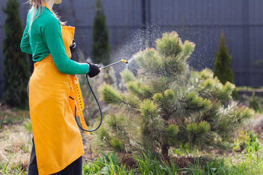 Spraying garden with fungicide insecticide fertilizer using sprayer tank to protect plants. Gardening equipment