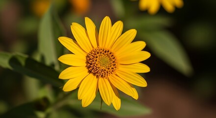 Fototapeta premium A bright yellow daisy-like flower blooms vibrantly, with a detailed brown center and green leaves