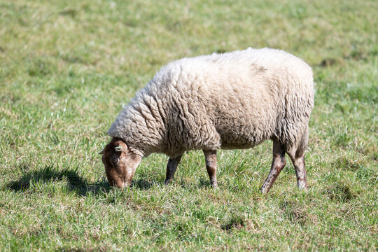 Sheep grazing in meadow