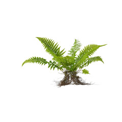 Green fern plant with visible roots isolated on a transparent background © Nasima Begum