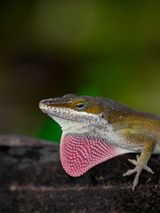 Fototapeta premium Green Anole Lizard Extending Pink Dewlap on Dark Wood